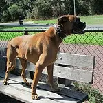 Boxer ervaringen