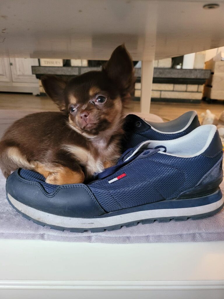 Chihuahua – Rambo