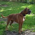 Boxer kennel