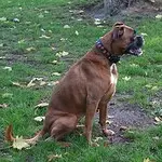 Boxer hond negatieve ervaringen