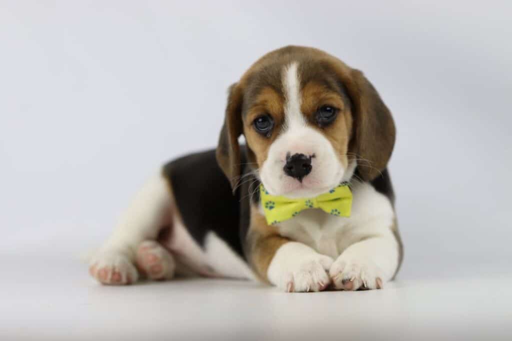 Beagle hond kopen 1