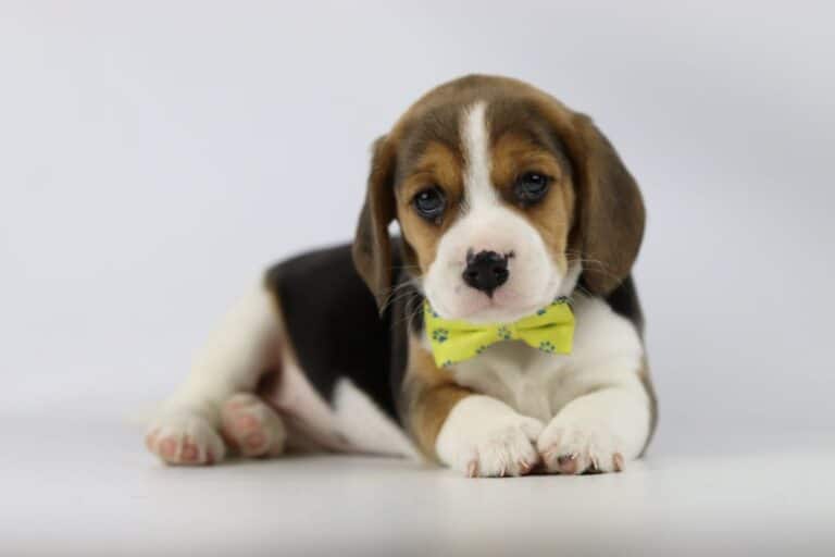 Beagle overview: What is his personality?