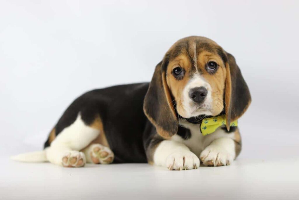 Beagle prijs, hoeveel kost een beagle pup? 8 Beagle ideale gewicht