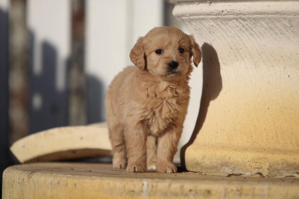 Golden Retriever Hypoallergenic Dog Cross Breeds Golden Retrievers