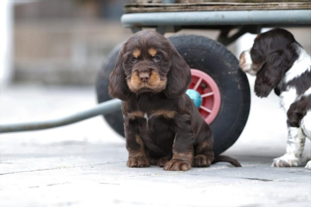 Chiens de petite taille