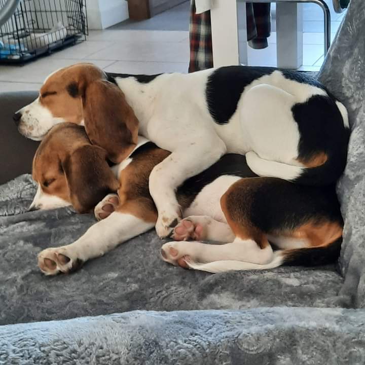 Beagles: Tirza en Elza
