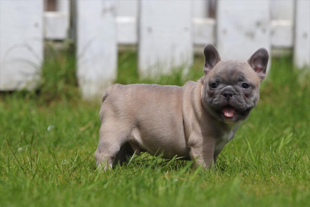 French bulldog puppy 1
