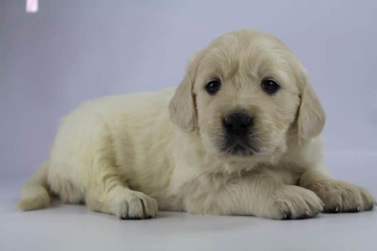 wat kost een Golden Retriever