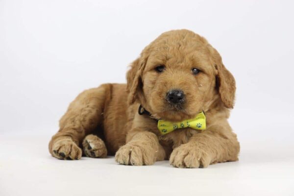 Goldendoodle dogs for sale, Belgium