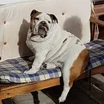 Engelse bulldog zittend op bank met plaid, vrolijk en schattig.