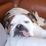 Schattige engelse bulldog met tong uit, rustend op een persoon.