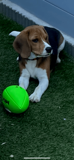 Beagle – Oscar – Sint-Amands, België