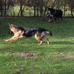 Woefkesranch reviews