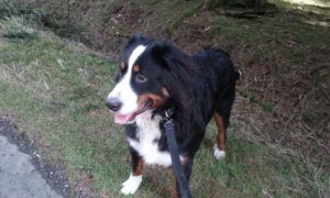 Kouma- berner sennen 2 Berner sennen tevredenheid
