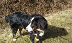 Berner sennen adoptie