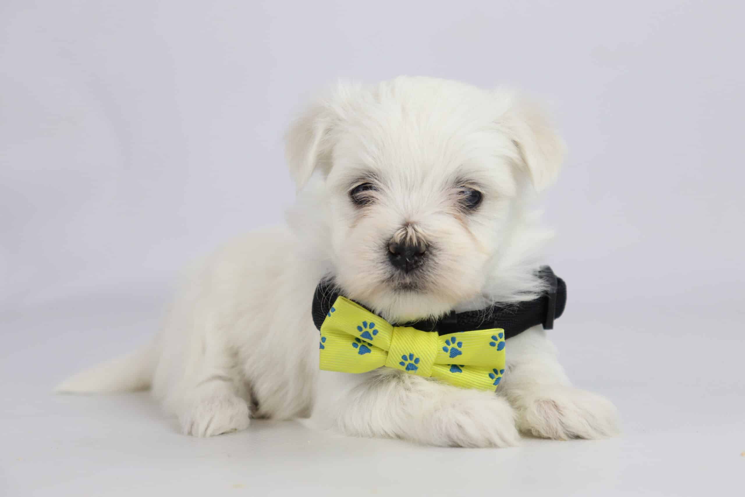 Maltese breeders near me