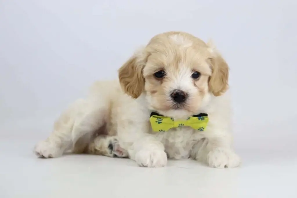 hond adopteren