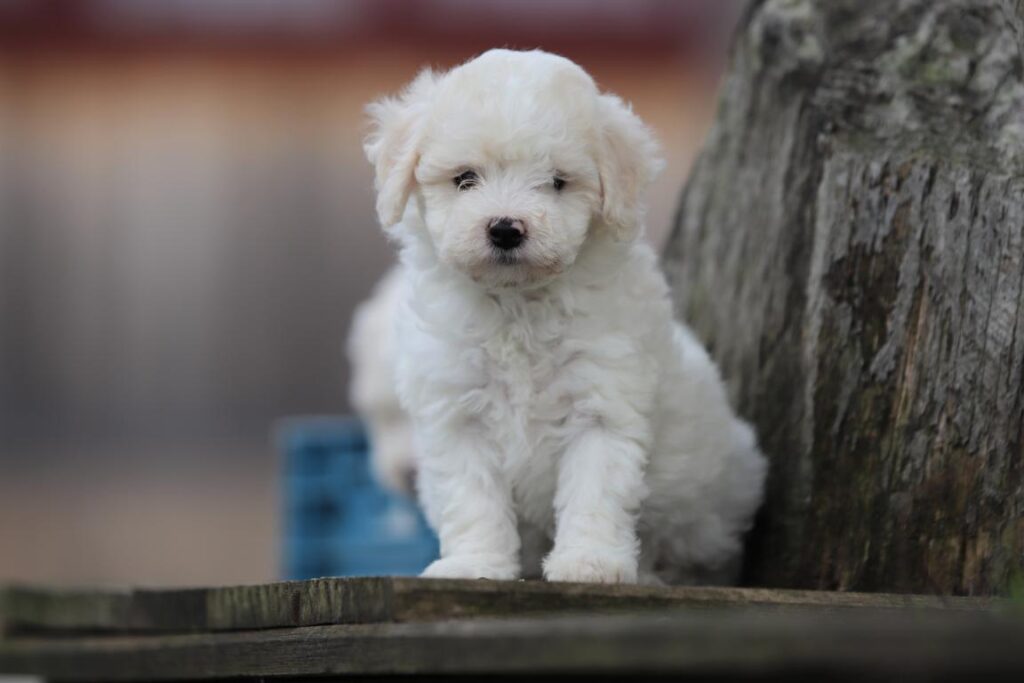 Maltipoo 8 Maltipoo exercise