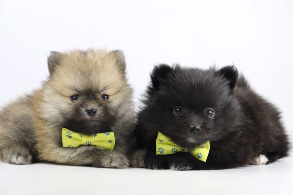Pomeranian pups for sale