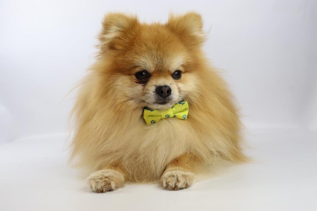 Pomeranian adult