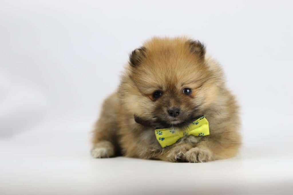 Wat is de prijs van een pomeriaan puppy? 6 Dwergkeeshond prijs