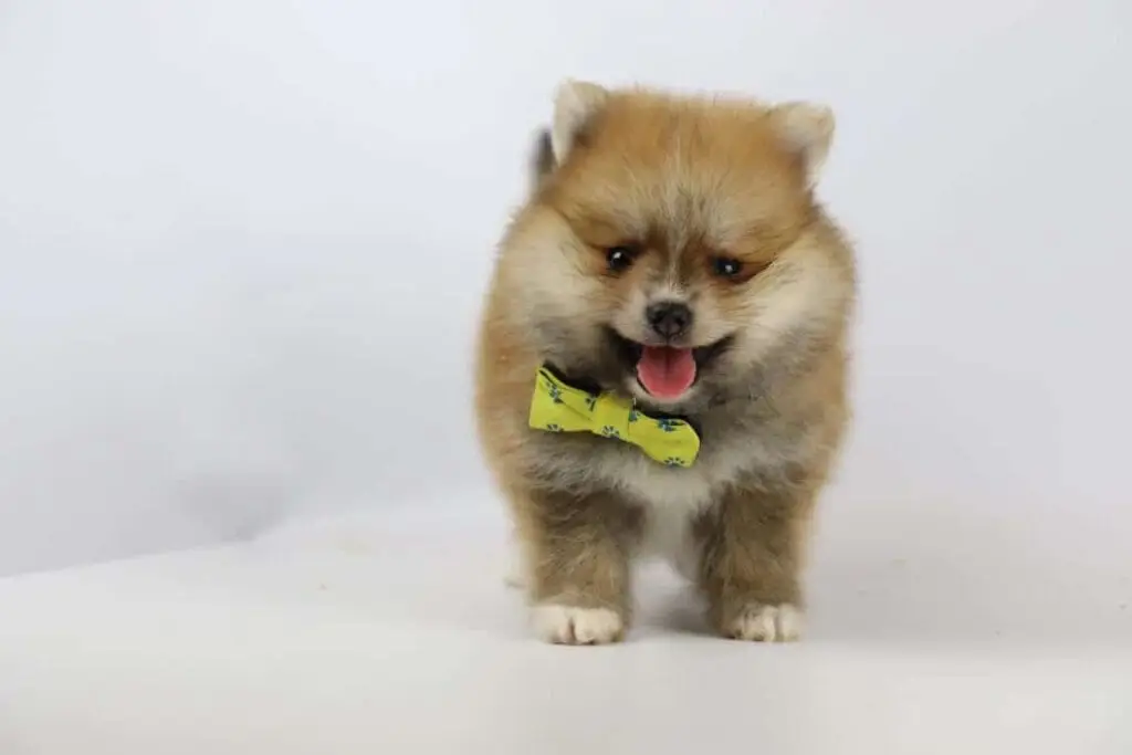Prix chiot spitz nain