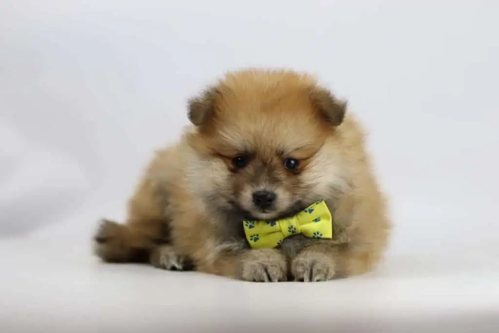Quel est le prix d'un chiot poméranien? 12 Prix poméranien