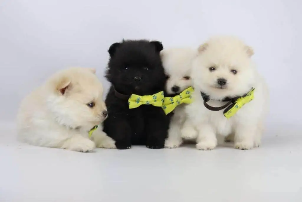 Quel est le prix d'un chiot poméranien? 7 Prix chiot poméranien