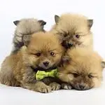 Prijs pomeriaan pup