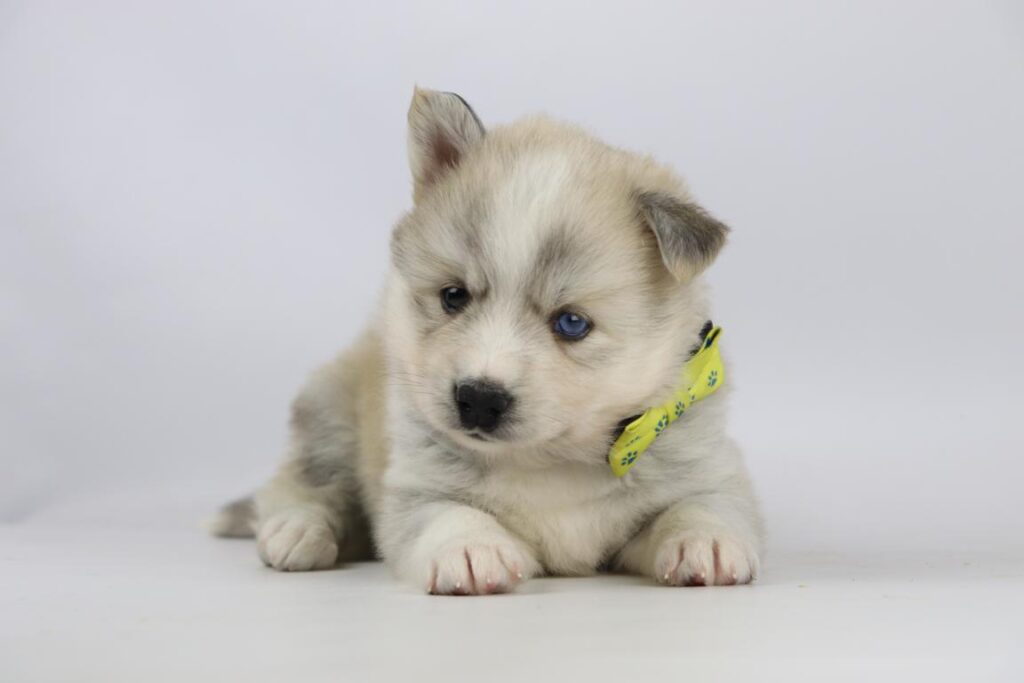 Pomsky pups for sale - best dog breeder in belgium 7 Pomsky puppies for sale