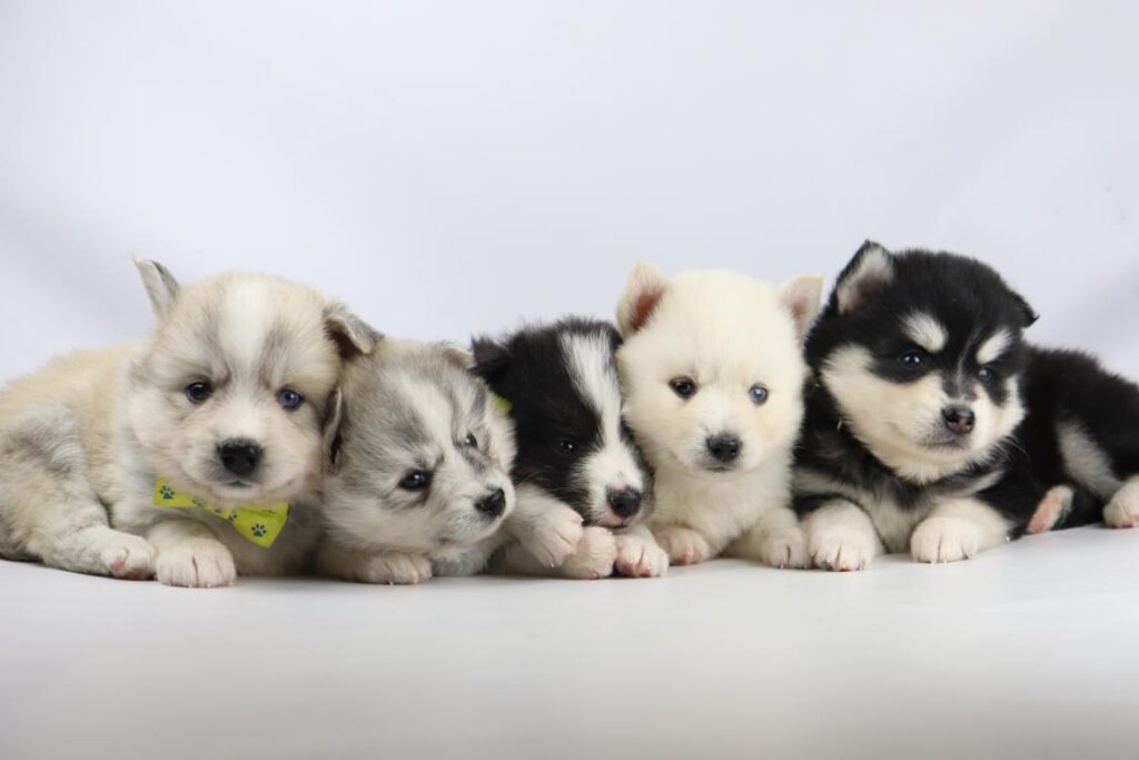 Pomsky puppies