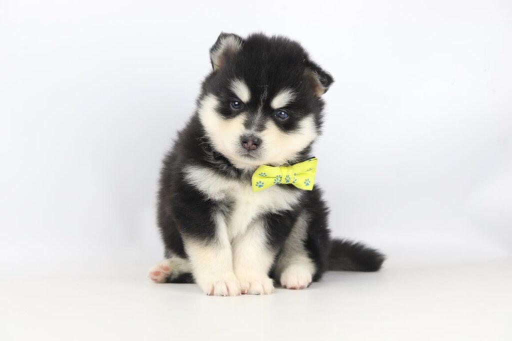 Pomsky puppy for sale 1