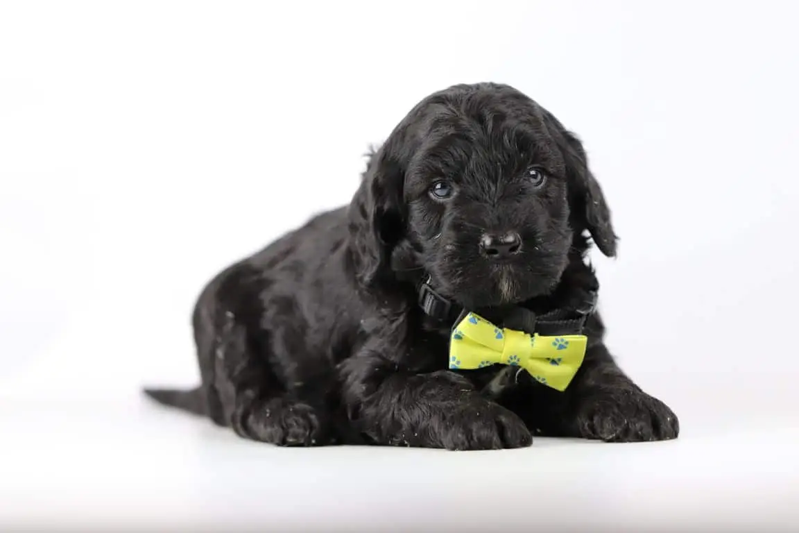 Labradoodle