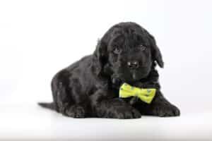 Labradoodle pups kopen
