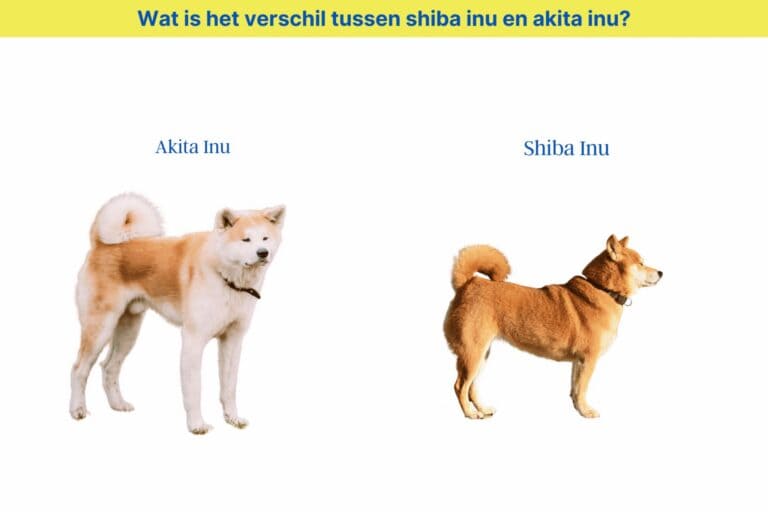 shiba inu akita inu gezondheid