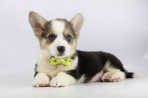 Welsh Corgi prijs