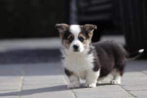 welsh corgi pups
