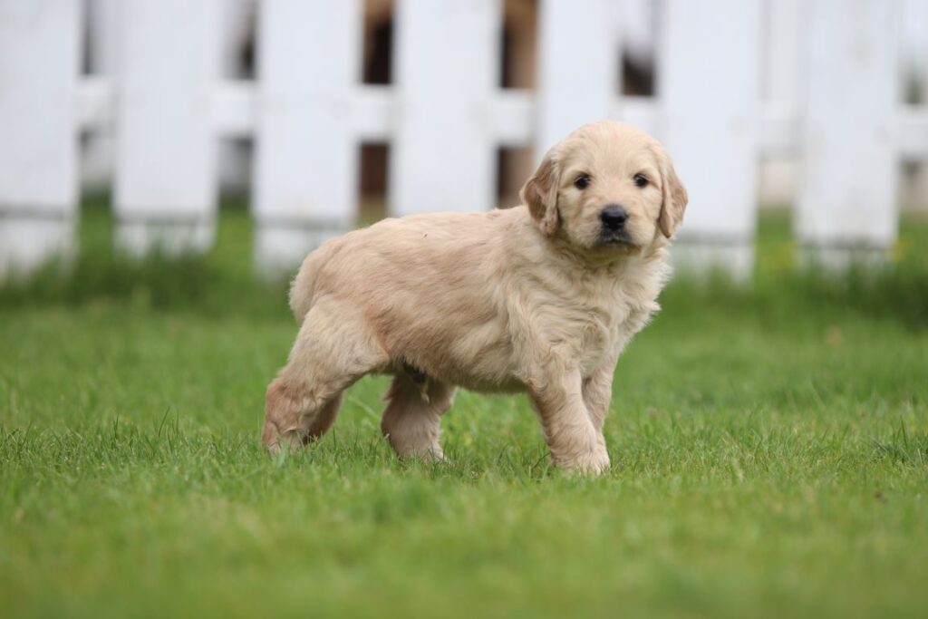 Achat goldendoodle