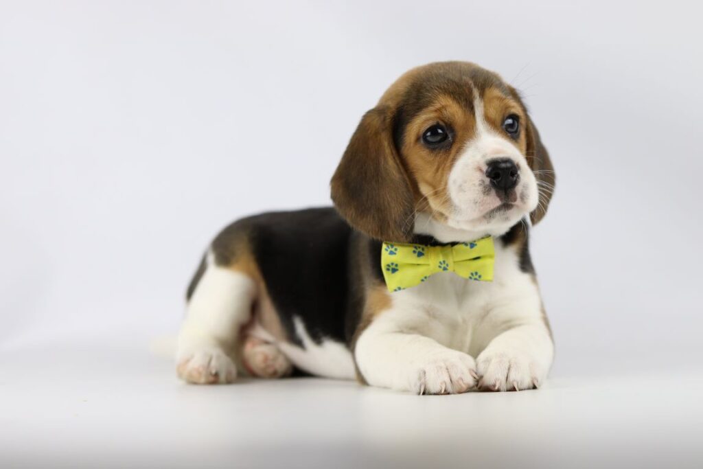 Adoption beagle