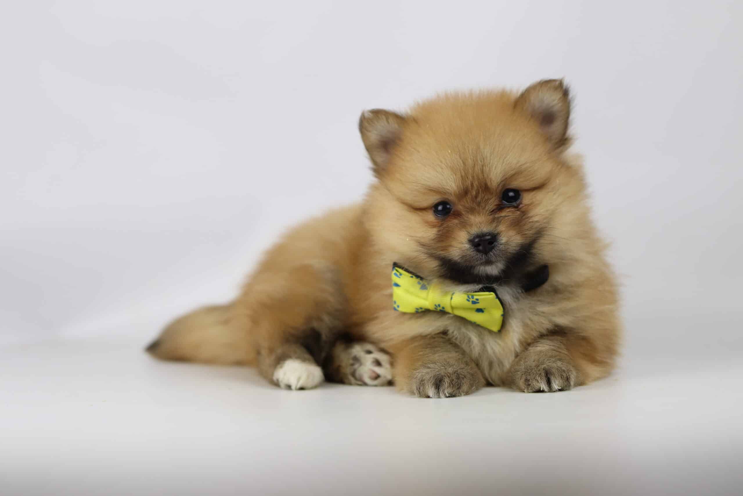 Miniature pomeranian puppies