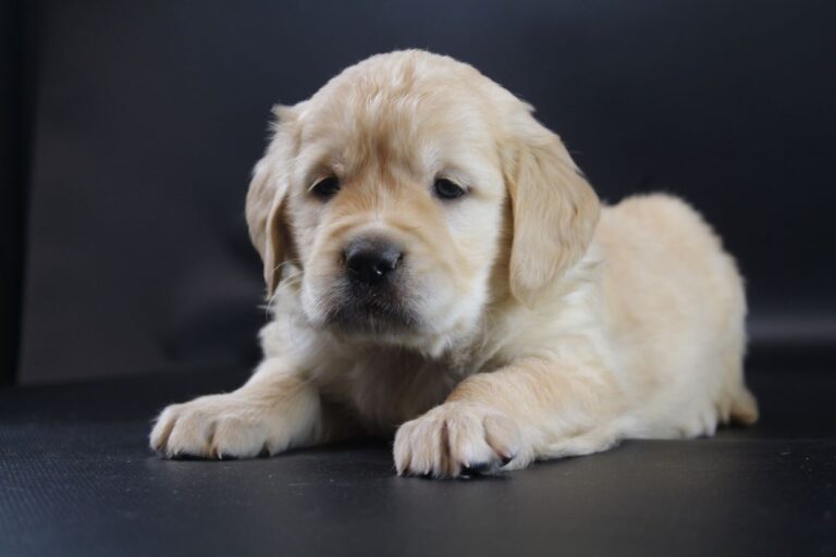 Golden Retriever puppy – wat moet je weten