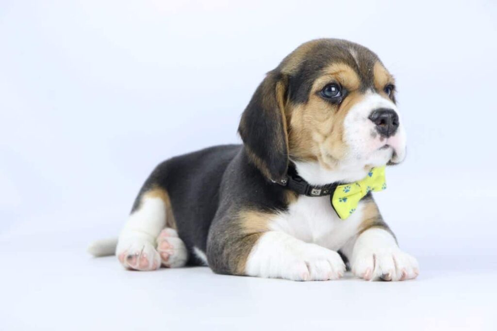 Beagle bicolor 1