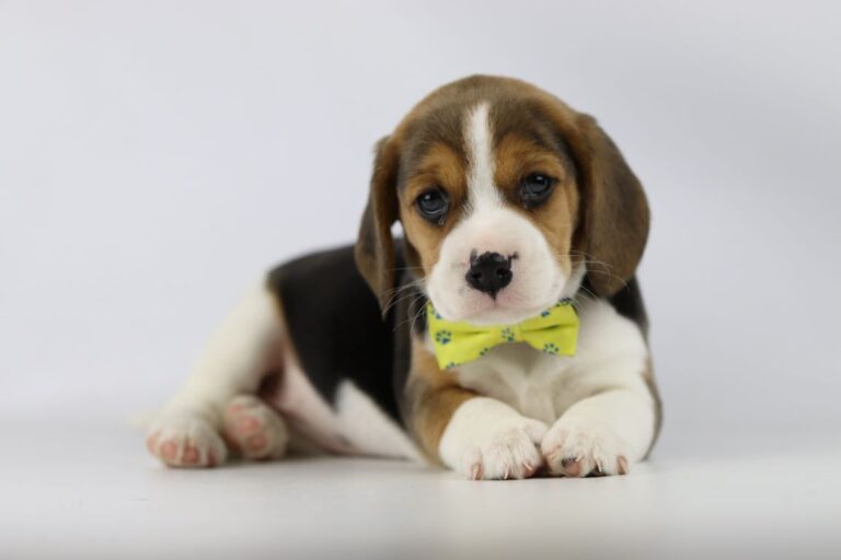 Beagle dogs for sale