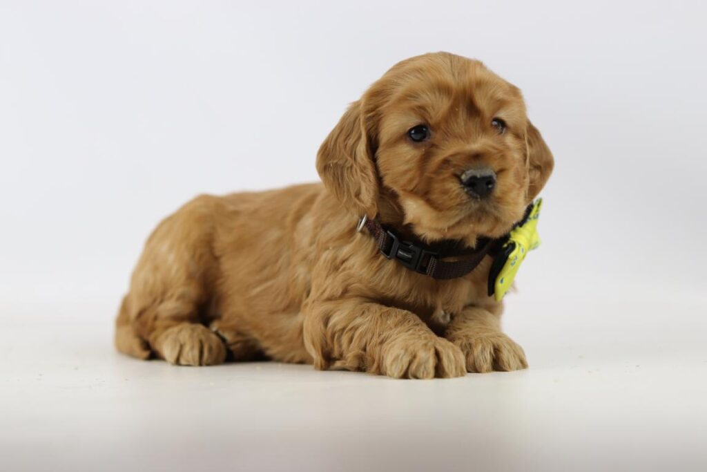 Cockapoo prijs: kosten van aanschaf en onderhoud 6 Cockapoo prijs belgië