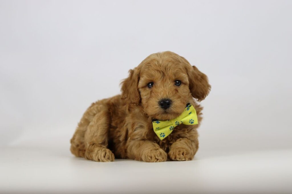 Poedel pups te koop - erkend belgische fokker 9 Poedel pups kopen