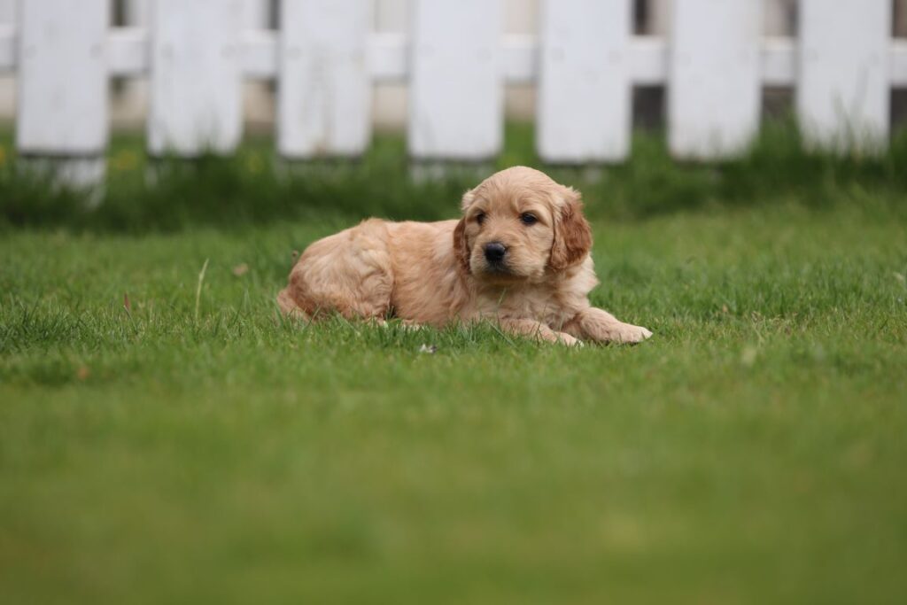 Goldendoodle chien