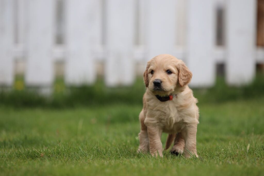 Goldendoodle pups te koop 4 Goldendoodle pups oost-vlaanderen