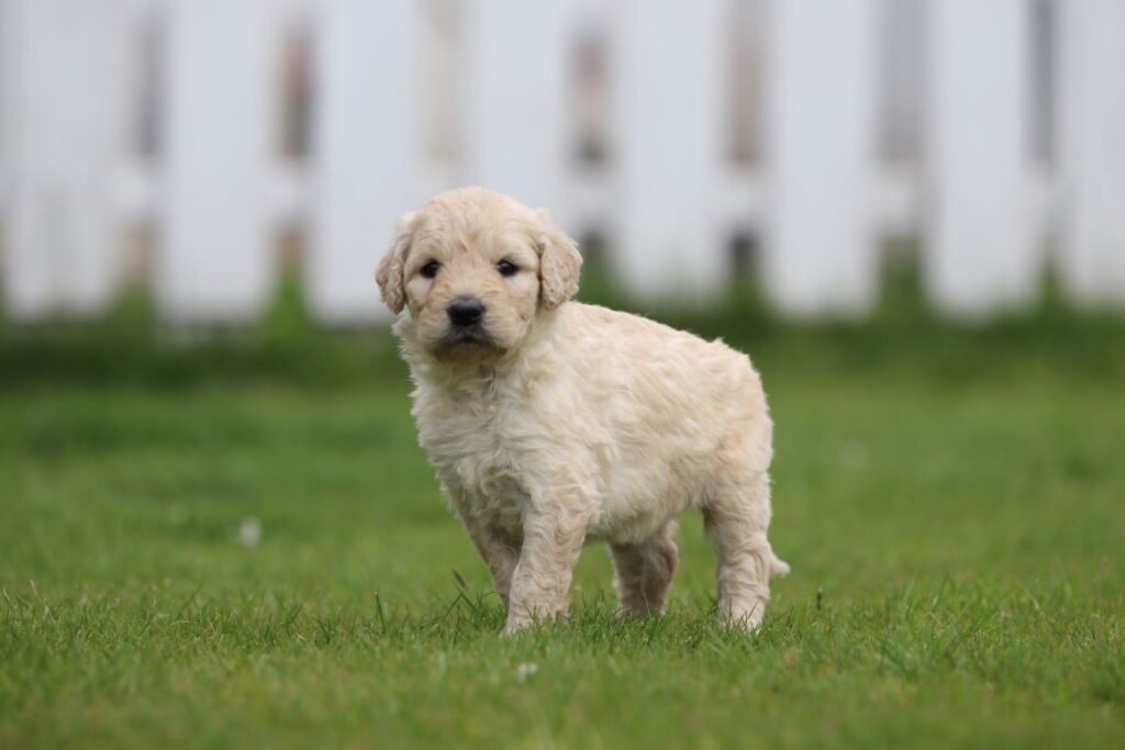 Goldendoodle pups te koop 6 Prijs goldendoodle puppy