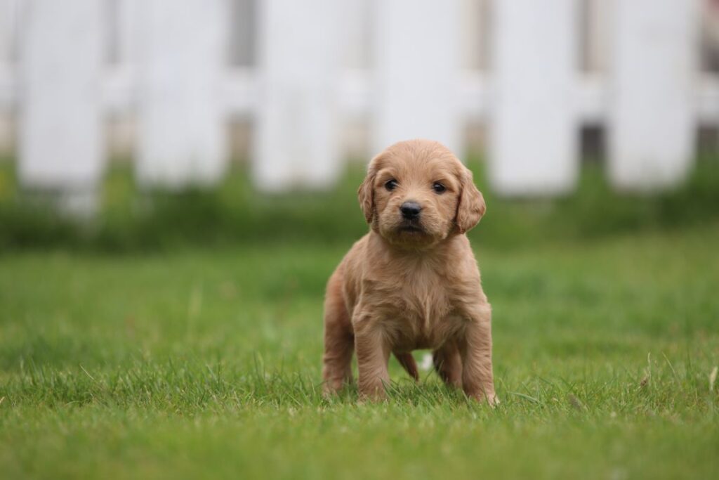 Goldendoodle pup