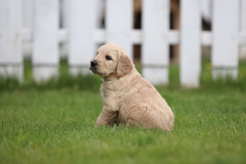 Goldendoodle pups te koop 11 Goldendoodle puppies te koop